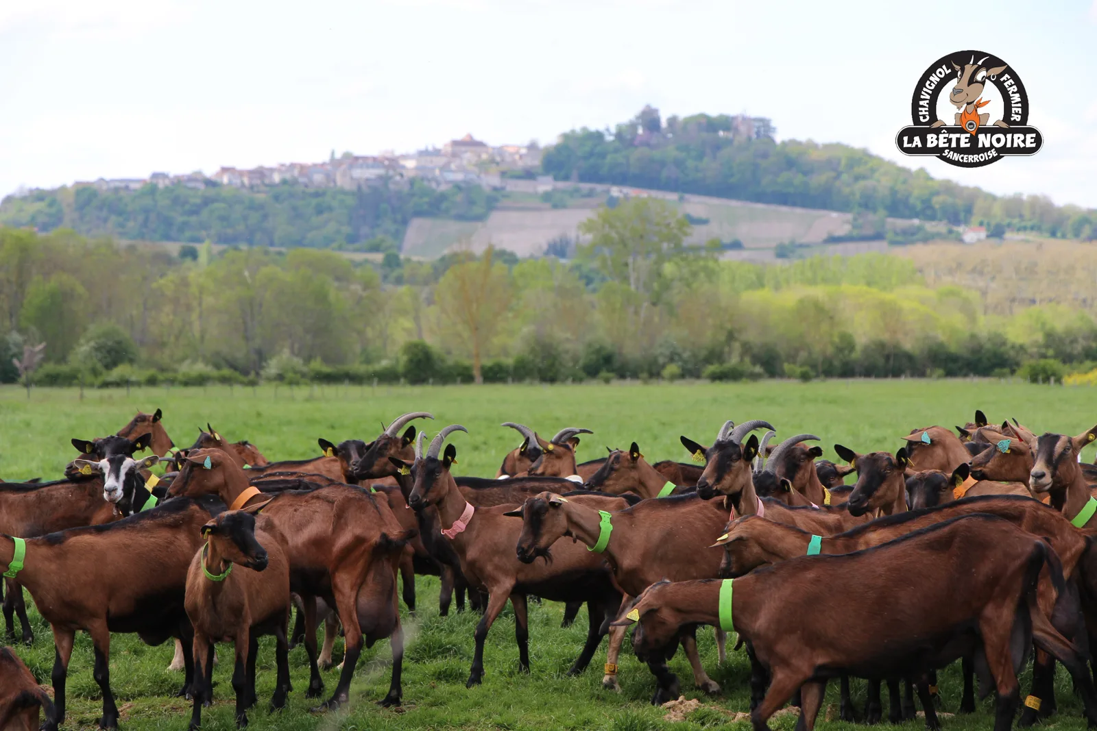 La Bête Noire Sancerroise