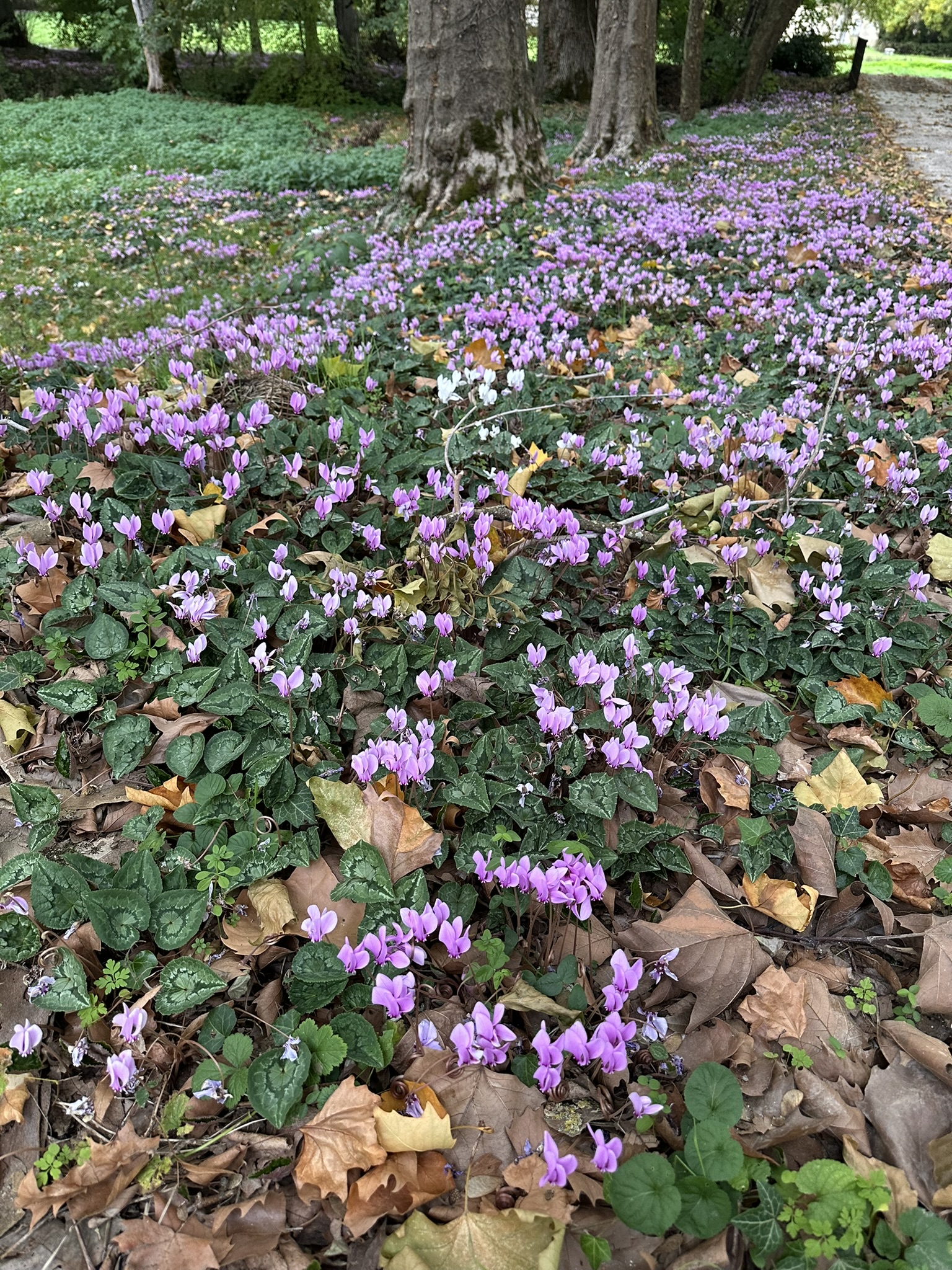 Les plus belle promenades et randonnees autour de Les Aix d'Angillon